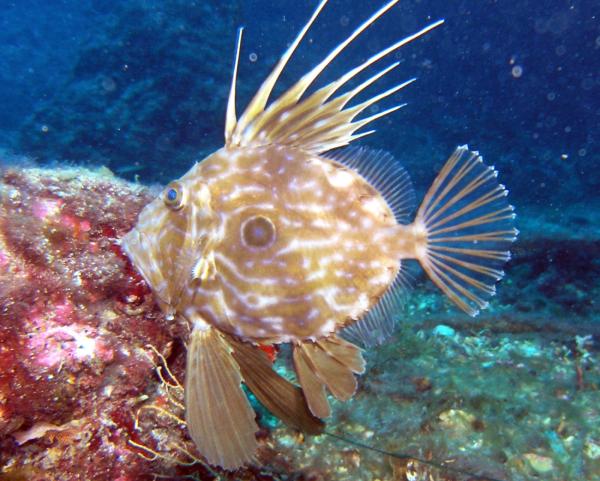 Das Reich unter der Oberfläche: Die vielfältige Fischwelt der Nordsee